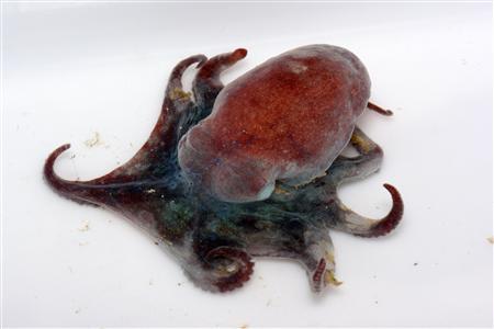 Undated handout photo of Megaleledone selebos, one of the four new species of octopuses that researchers have discovered in Antarctica that come replete with anti-freeze venom